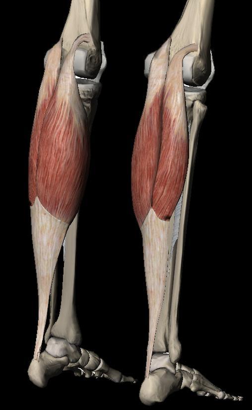 M. Triceps Surae gastrocnemius Posterieur op epicondylen van de femur Tuber calcaneum