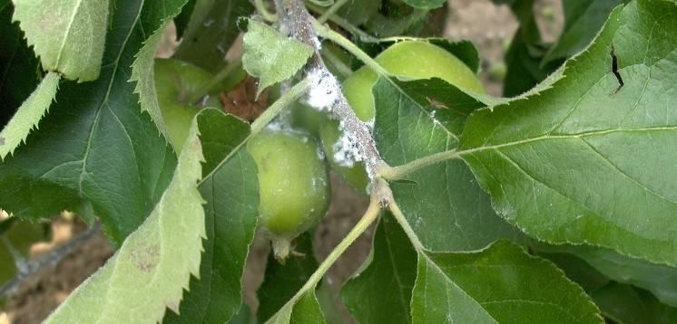 insectenwereld geminimaliseerd en werd de weg feitelijk weer vrij gemaakt voor de volgende plaag, die weer met een bespuiting werd onderdrukt.