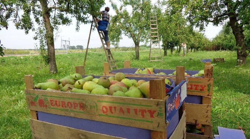 Ik wil in dit artikel een beeld schetsen van de feitelijke opbrengst van de boomgaard in Ressen. De oogst en vermarkting van fruit speelde aan het begin van mijn ondernemerschap een grote rol.