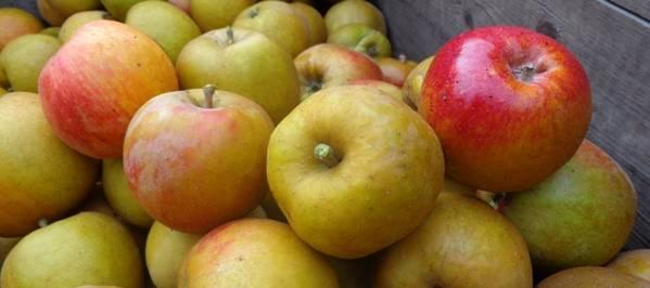 totaal werden van 7 fruit- en nootsoorten 30 rassen geplant, waaronder 8 varianten Bellefleur appels. Het beheer van de boomgaard kan in drie woorden worden samengevat; snoeien, maaien en oogsten.
