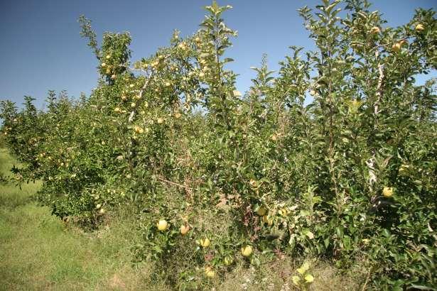 Appelbome: Onbehandel Behandel Appelbome