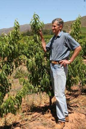 Perskebome: Wes-Kaap Provinsie Suid-Afrika Die eenjaar-oue perskebome