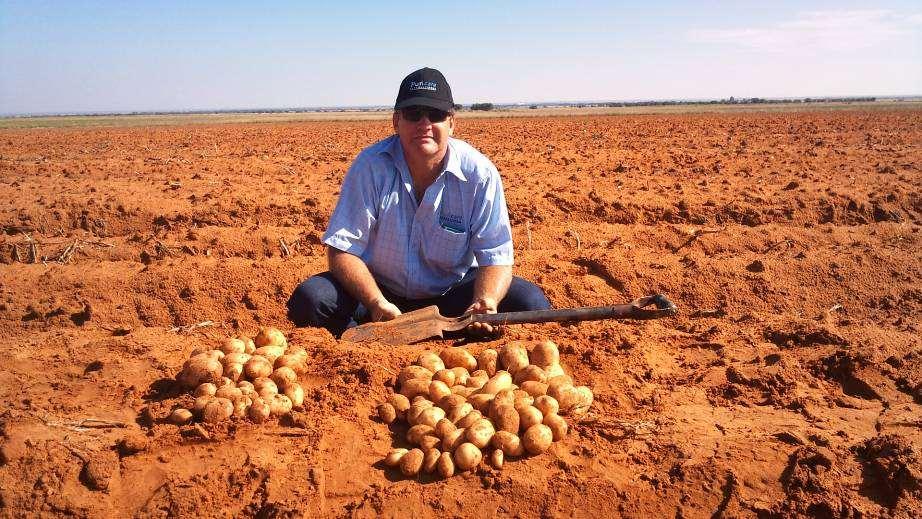 Aartappels: Vrystaat Provinsie Suid-Afrika