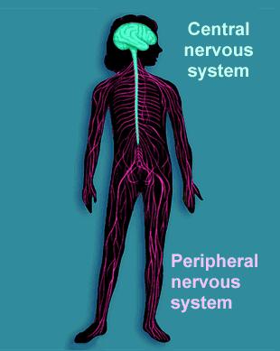 ENS en LUT Elektrische stimulatie: neuromodulerend effect Chemische Toename β-adrenerge activiteit Reductie cholinerge activiteit Relaxatie van musculus