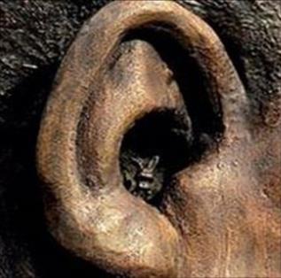 Konijn moet uit oor beeld Mandela (NOS, 22 januari 2014) Een bronzen konijn dat in het oor van een gigantisch standbeeld van Nelson Mandela is verstopt, moet daar zo snel mogelijk worden weggehaald.