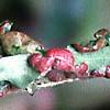 Tuinkrant's Tuindokter - Ziekten en Plagen Gids - Plantenziekten Ziekten en plagen van Prunus persica var.