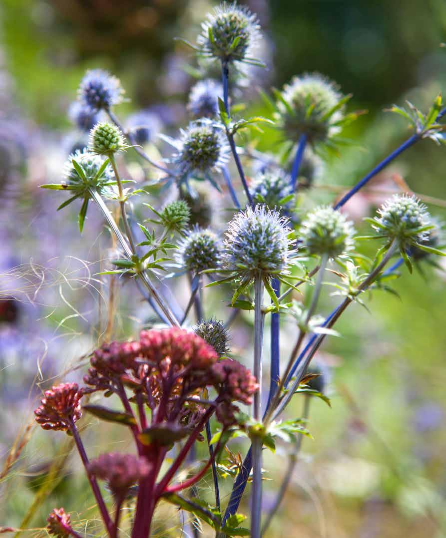 Vooral met tegenlicht komen de stekelige, blauwe hoofdjes van de kruisdistel mooi uit, met daarvoor het mooie dieprood van de Sedum Matrona.