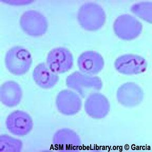 Receptor voor Plasmodium vivax (malaria) Fy (a-b-) bij Afrikaanse bevolking Kidd: