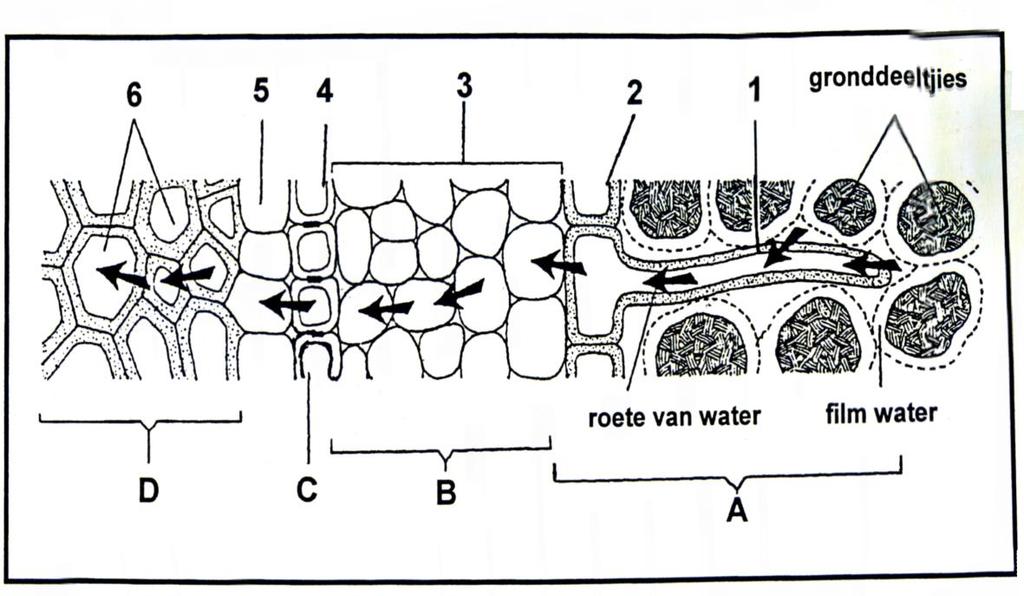 10 2.3.4 2.3.5 2.4 angeheg aan die arms is antagonistiese spiere, wat word bedoel met die term antagonistiese spiere Verduidelik TWEE funksies van die deel van die skelet wat hierbo geïllustreer word.