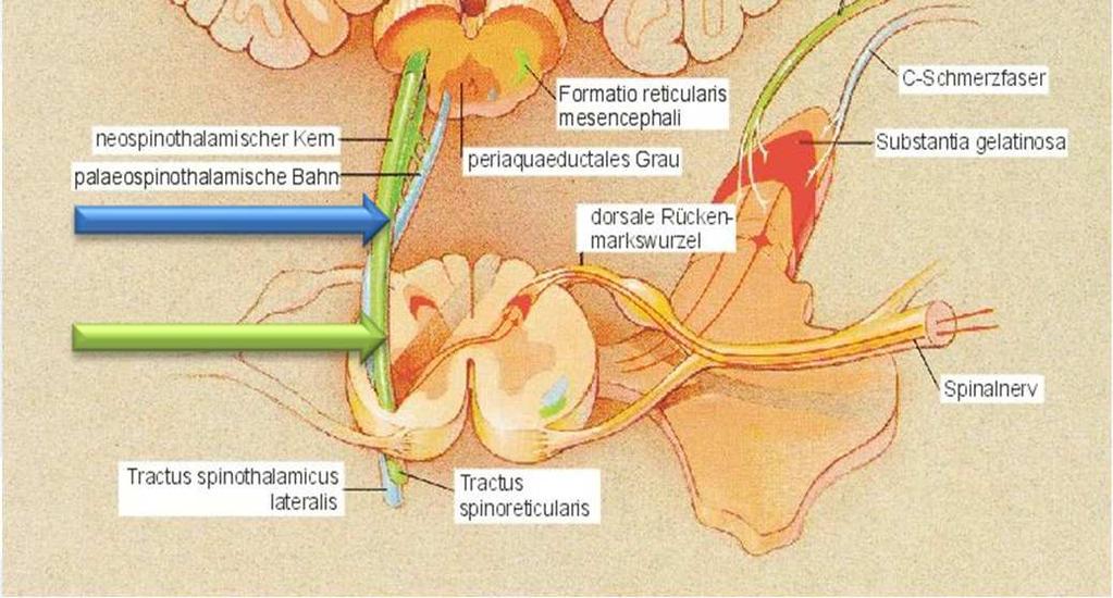 Fysiologie van de nociceptie: van ruggemerg naar centraal Transmissie via ascenderende banen: de