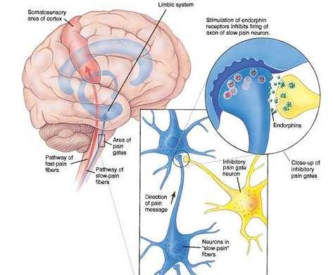 Fysiologie van de nociceptie: Modulatie van nociceptieve info: segmentale (spinale) controle Spinale modulatie: Endogeen opioid systeem Opioid-receptoren zijn de key-point voor het voorzien van