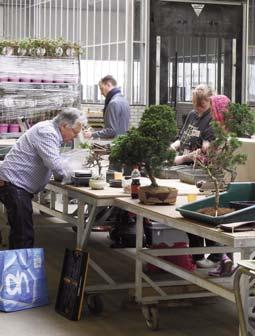 Verpotten bij Lodder Beste Bonsai leden. Ik ben nu ruim een jaar lid van onze vereniging, en toen ik kwam wist ik helemaal niets van bonsai.