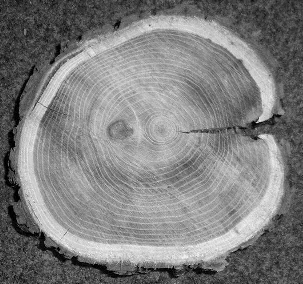 Jaarringen Op de foto zie je een doorgezaagde boomstam. Hierin zijn zogenaamde jaarringen te zien. Deze ontstaan doordat de boom in de zomer snel groeit: dan wordt er licht gekleurd hout gevormd.