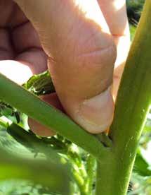 6 VERZORGING Twee dingen zijn erg belangrijk voor je tomatenplanten: voldoende verluchting en voldoende water. Verluchting krijg je door de planten niet te dicht bij elkaar te zetten.