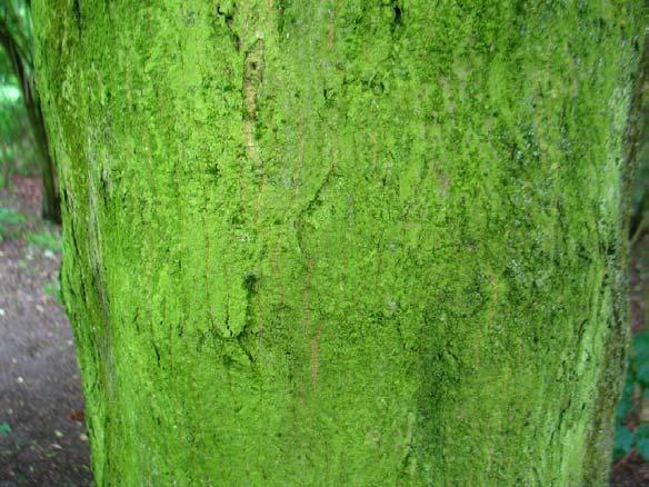 Acer cappadocicum Gled.