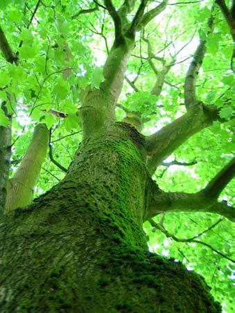 groen met kleine roodbruine lenticellen, niet behaard, pas