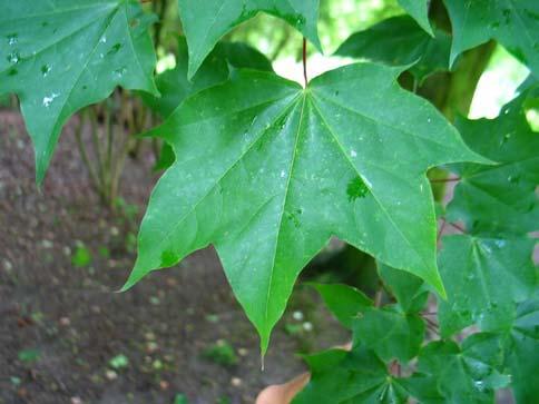 Acer cappadocicum Gled.