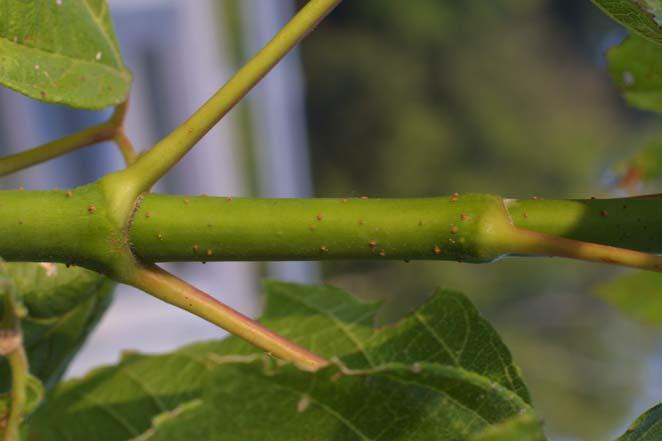 lenticellen, niet behaard, pas na twee tot