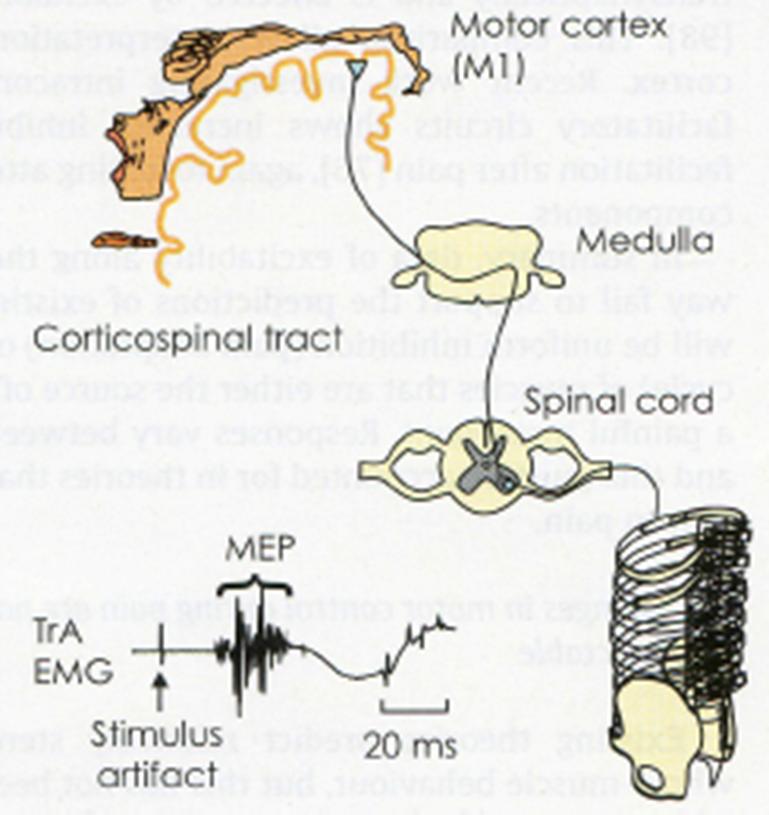 Neuroscience letters 1997 Verhoogde activatie brein & aanpassingen op