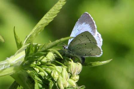 meestal bruin bloemrijk grasland, bosrand