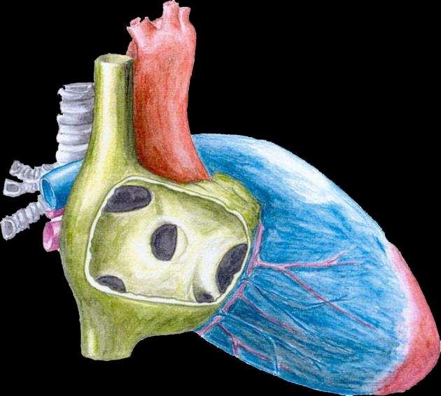 Inter-Atrial Communications