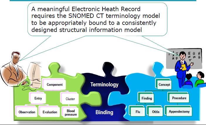 13 In een zinvolle EHR is het terminologie model op