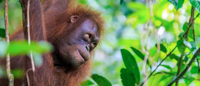 Sabah Nature Highlights Verlenging: 5-daagse rondreis met vertrek vanuit Kota Kinabalu Dag 1: Sandakan (L,D) Selingan Island Lodge Vandaag word je opgehaald aan het hotel voor de binnenlandse vlucht