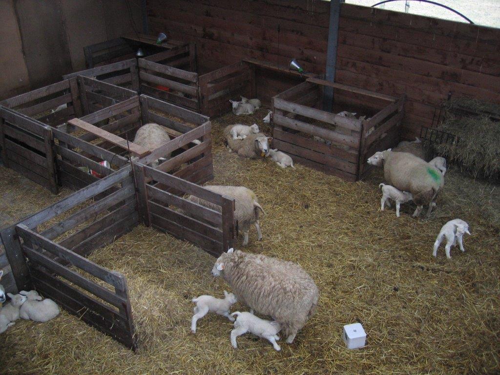 Minimaal 2 wkn voor lammeren Geen stress Schoon en droog (instrooien) Stroeve, zachte ondergrond Ruimte en