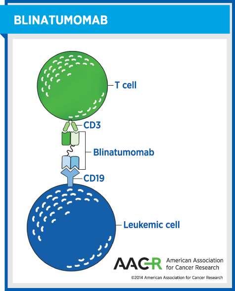 Blinatumomab - bispecifieke T cell-engager (BiTE) antistof - connector - indicatie: volwassenen