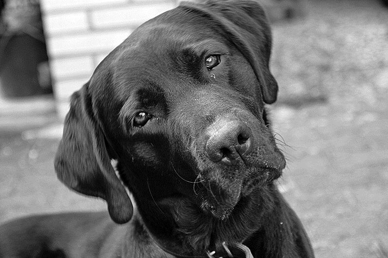 Labradors fokken Labradors zijn honden met een zwarte, bruine of blonde vacht. Het gen voor een zwarte vachtkleur is dominant (B) en het gen voor een bruine vacht is recessief (b).