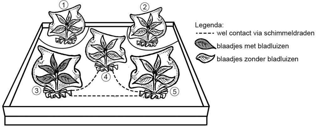 Netwerk van schimmeldraden Planten maken signaalstoffen als ze door bladluizen worden aangevallen.