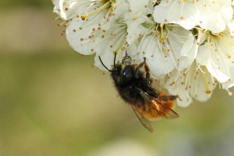 Intermezzo - wilde bijen Enkele weetjes Niet elke bloembezoeker is een bestuiver, grote verschillen in bestuivingsefficiëntie Pollenverzamelaars bestuiven veel