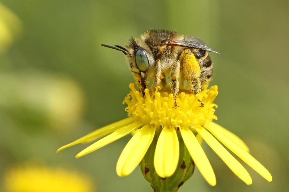 Intermezzo - wilde bijen Waarom focus op wilde bijen?