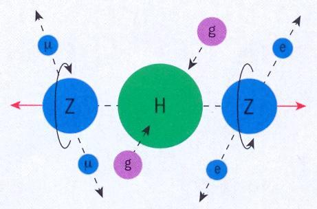 Vorming van het higgsdeeltje uit het samensmelten van 2 gluonen, waarna het vervalt in 2 Z deeltjes,