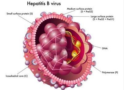Sub-unit vaccins Hepatitis B Stukje DNA dat de code is voor het