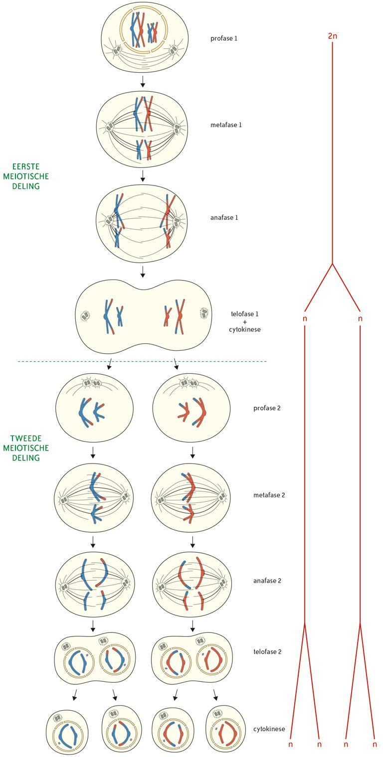 halvering van het aantal chromosmen te komen ondergaan de diploïde voorlopercellen van de gameten een meiose. Meiose bestaat uit twee opeenvolgende celdelingen meiose 1 en meiose 2.