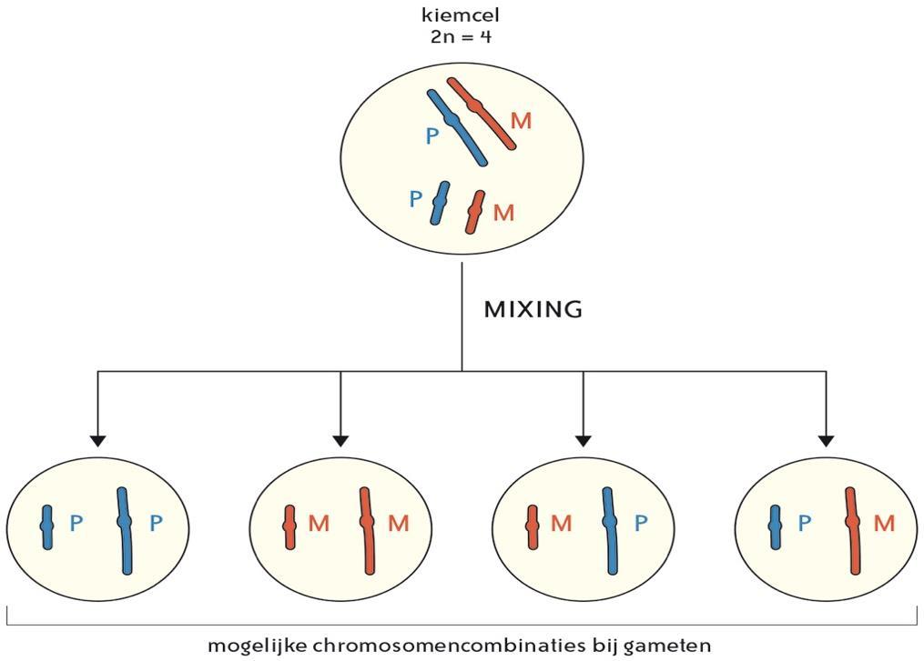 Figuur 10 : Vier genetisch unieke gameten als gevolg van mixing na meiose van een denkbeeldige cel met 2 paar homologe chromosomen. P = paternaal/ M = maternaal. 5.