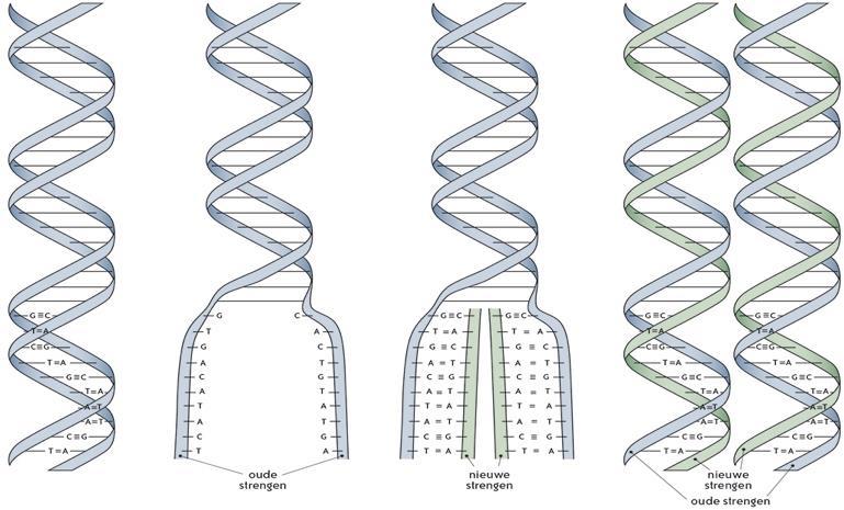 Figuur 3 : Schematische voorstelling van de werking van DNA-polymerase en van DNA-helicase. Als een DNA-molecule volledig gerepliceerd is, zijn er twee nieuwe DNA-moleculen ontstaan.