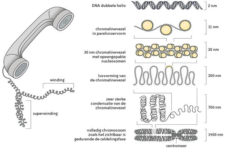 Met de elektronenmicroscoop kun je zien dat elk chromosoom in de lengterichting is opgebouwd uit twee aan elkaar vasthangende staafjes.