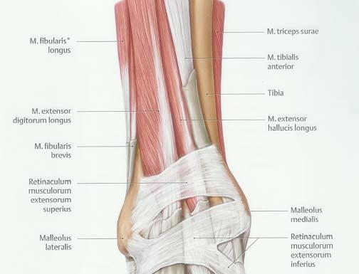 BESCHRIJVING MIDDENVOET MUSCULI Irritatie van retinaculum musculorum extensorum inferius In het overgangsgebied tussen onderbeen en voetrug kruist de a.