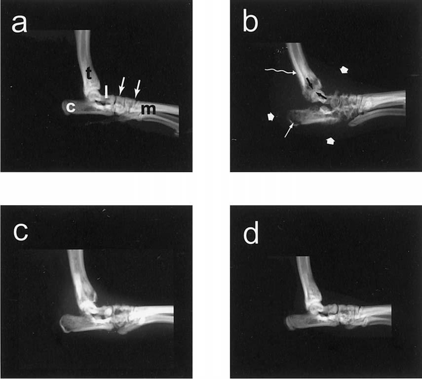 BESCHRIJVING MIDDENVOET ZIEKTEN a, normale tarsus om te vergelijken T, tibialis c, calcaneus; l, talus; m, middenvoet; pijlen, cuboideum. Cuneiforme 1-2-3 b, tarsus met een behoorlijke artrose.