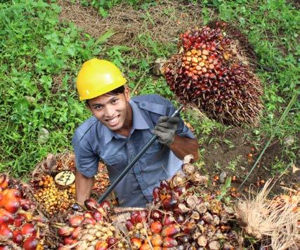 De stijging van de palmolieproductie in Indonesië (+11,4%) werd immers geneutraliseerd door de sterke daling van de volumes, zowel in de eigen plantages als bij de omliggende boeren, in