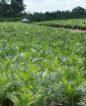 11 SIPEF - Vers geoogste palmtrossen SIPEF - Jonge rubberplanten SIPEF - Jonge palmen Sagar Cements Sagar Cements (AvH 17,6%) verhoogde haar omzet in 2017 met 27%, van 7.