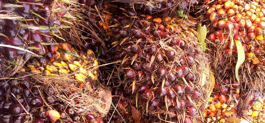 5.3. Naar een bindende regelgeving voor de palmoliesector? 5.3.1. De geldende Europese wetgeving De bestaande Europese wetgeving inzake de plantaardige oliën betreft vooral de voedselveiligheid.