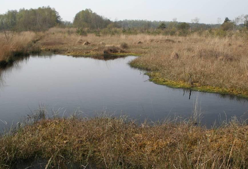 000,-): Soms bultvormende veenmossen in 10 Nederlandse Natura 2000-gebieden Actief