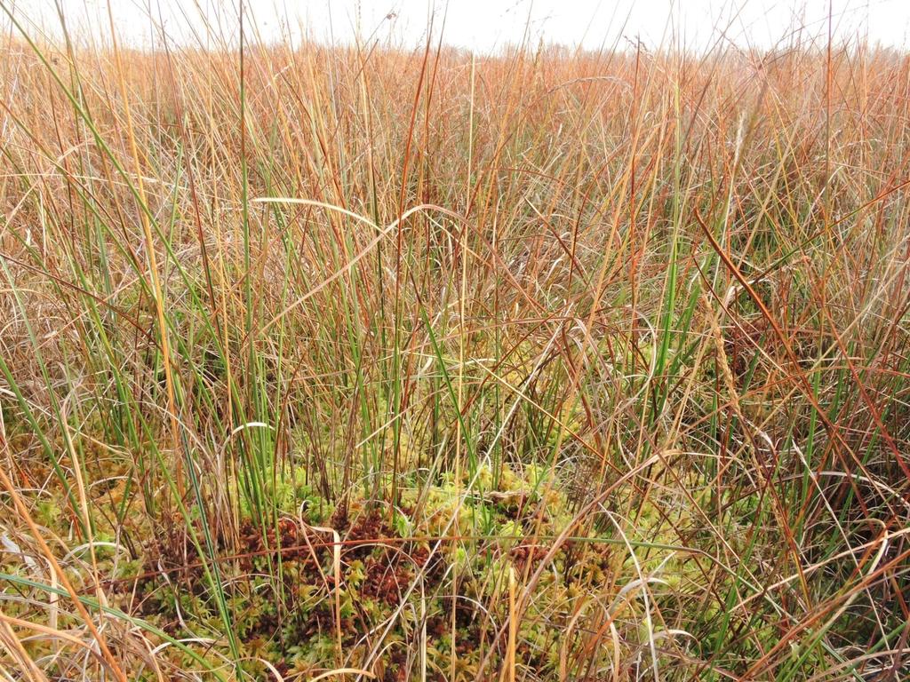 Herstelmaatregelen tegen vergrassing en opslag Zorgen voor hoge stabiele waterstanden; Verwijderen van bosopslag; Afname groei veenmos bij beschaduwing > 50%; in natte heiden bedekking vaatplanten