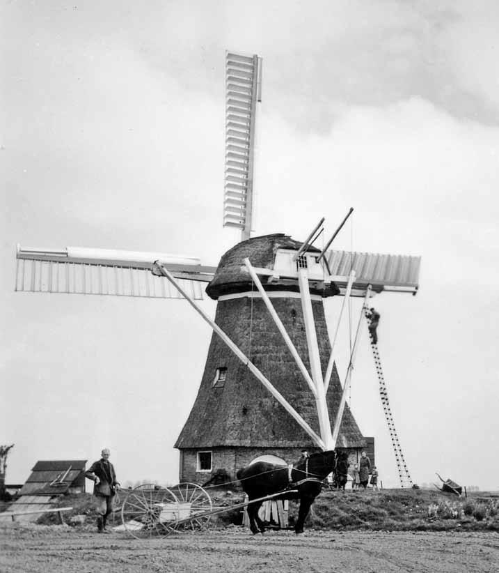 -PORTRET- De restauratie van de molen in 1957; de huidige ARBO-voorschriften waren nog niet aan de orde! (foto coll.