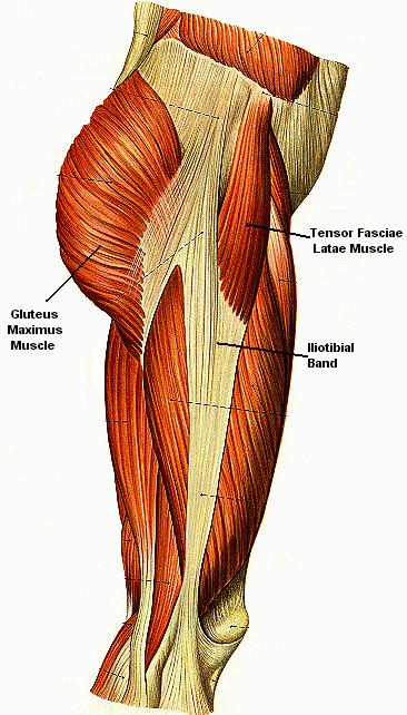 Tractus Iliotibialis Frictie Syndroom ITBS Het Tractus Iliotibialis Frictie Syndroom, ook wel lopersknie of IlioTibial Band Syndrome en runner s knee (Eng.)genoemd.