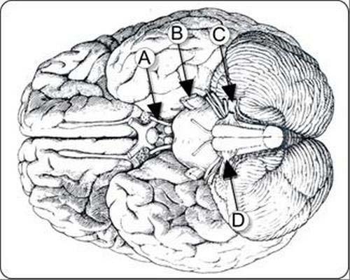 pagina 17 van 27 [Originele bron: anatomie en neurowetenschappen] A B C D IF choice a.