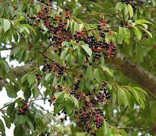 Prunus serotina Bospest Afkomstig uit Noord- Amerika Lange historie van